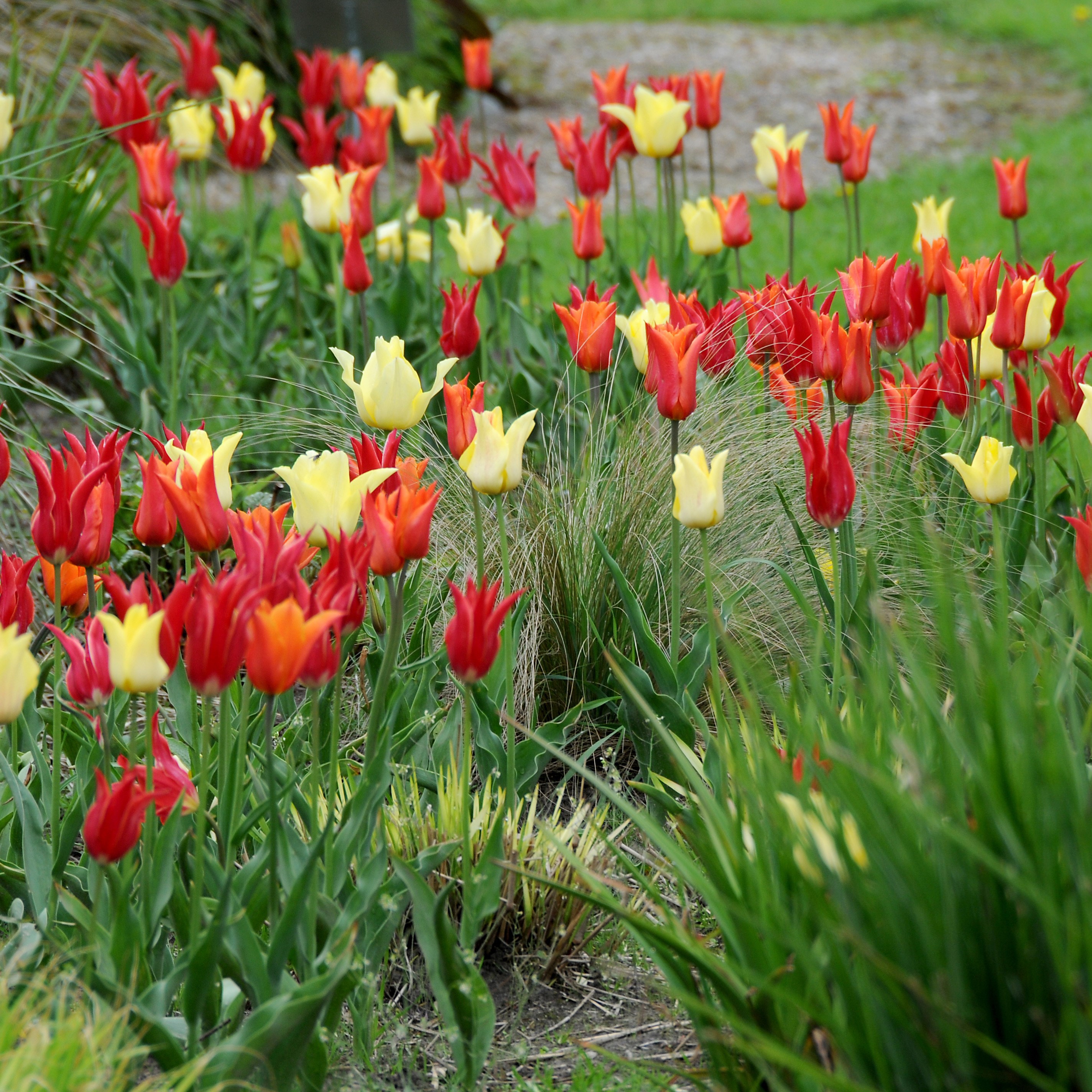 Oranges & lemons lily tulip collection