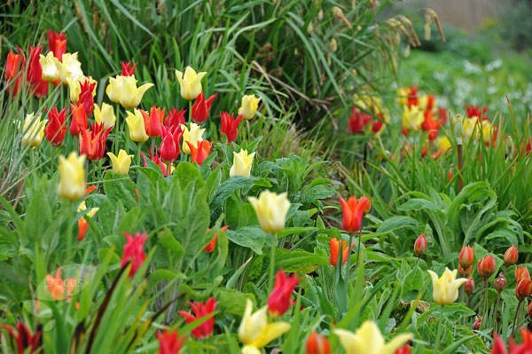 Oranges & lemons lily tulip collection