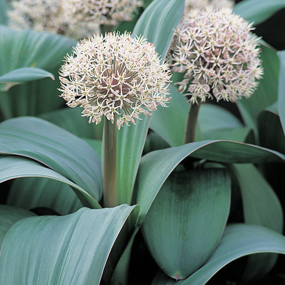 <i>Allium karataviense</i> 