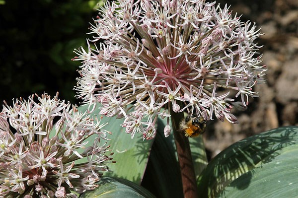 <i>Allium karataviense</i> 