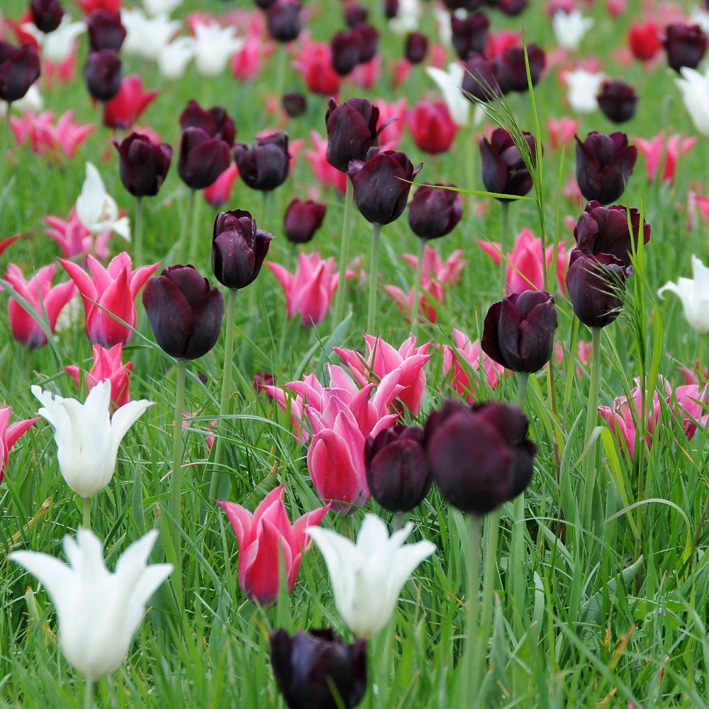 Neapolitan tulip collection