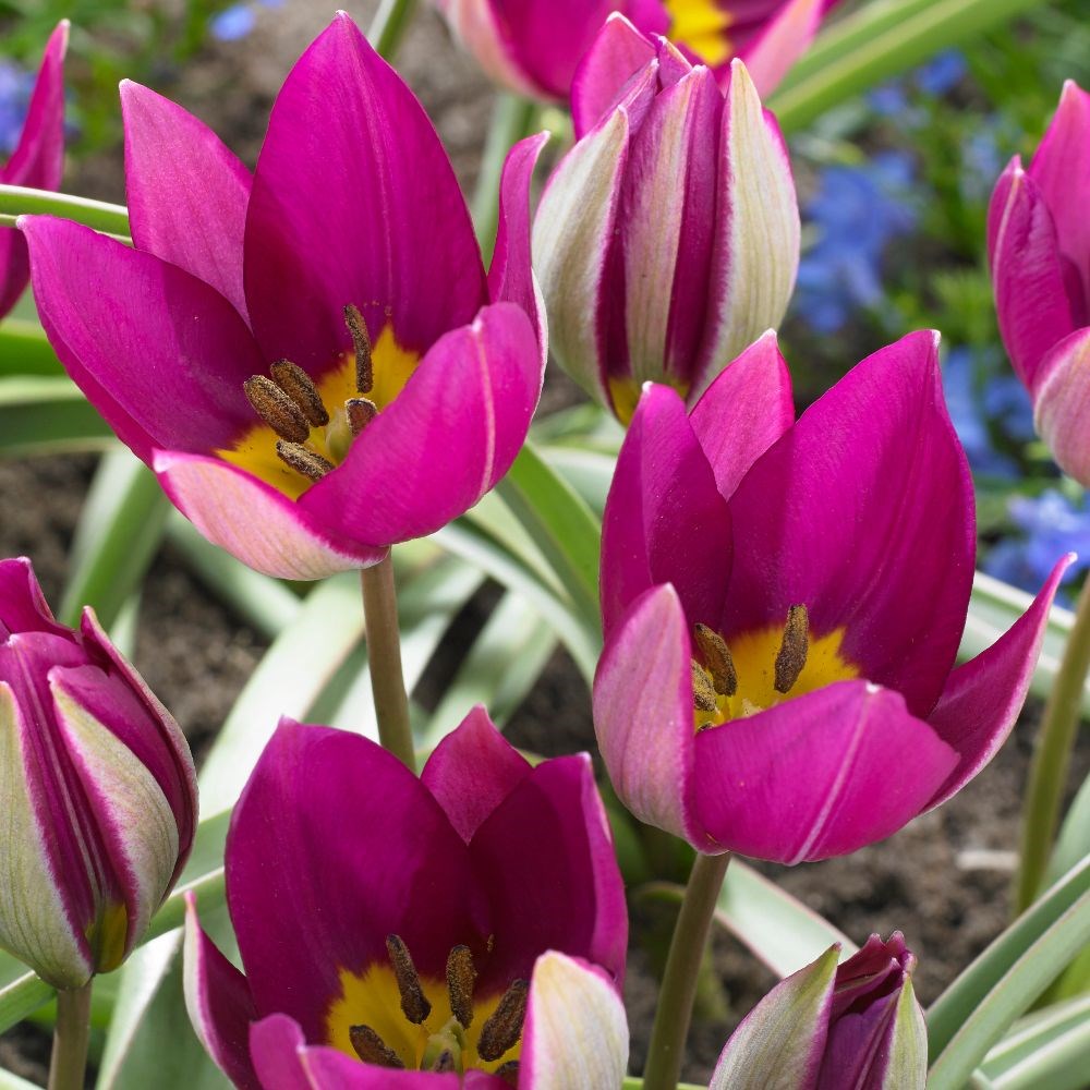 <i>Tulipa humilis</i> 'Persian Pearl'