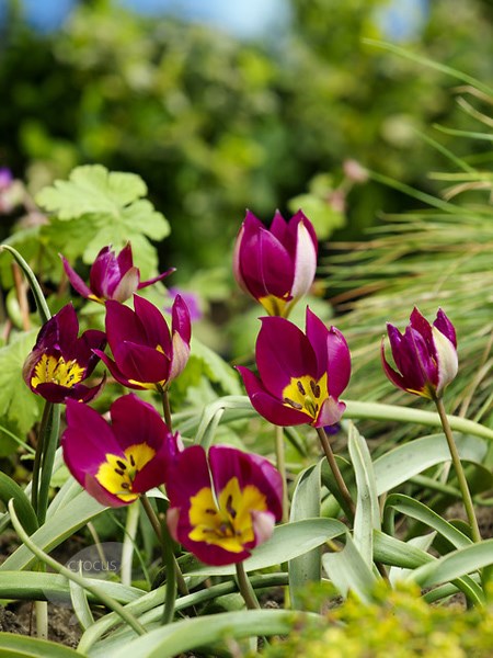 <i>Tulipa humilis</i> 'Persian Pearl'