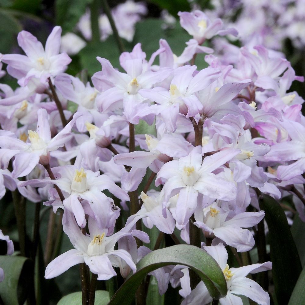 <i>Scilla</i> 'Pink Giant'