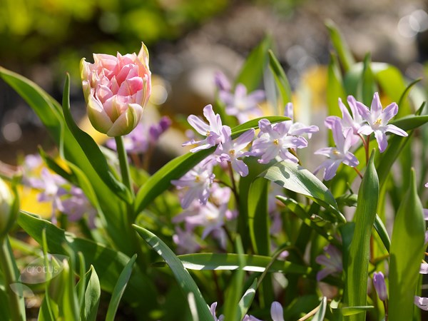 <i>Scilla</i> 'Pink Giant'