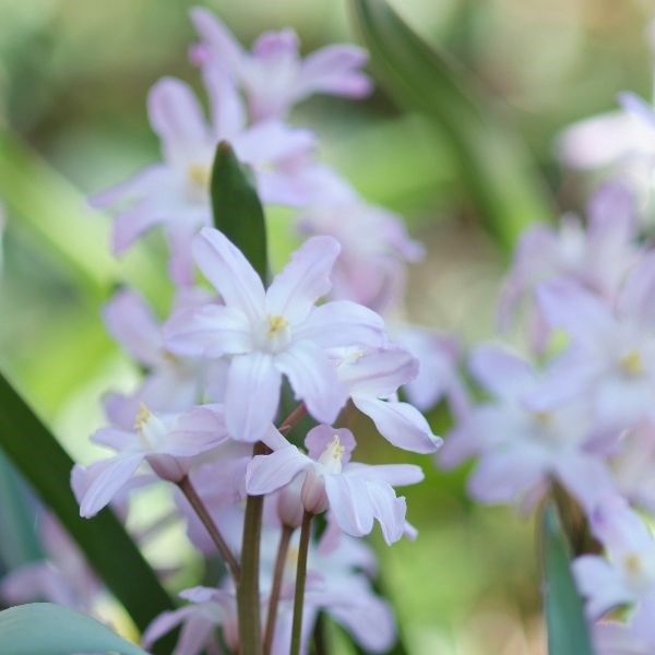 <i>Scilla</i> 'Pink Giant'