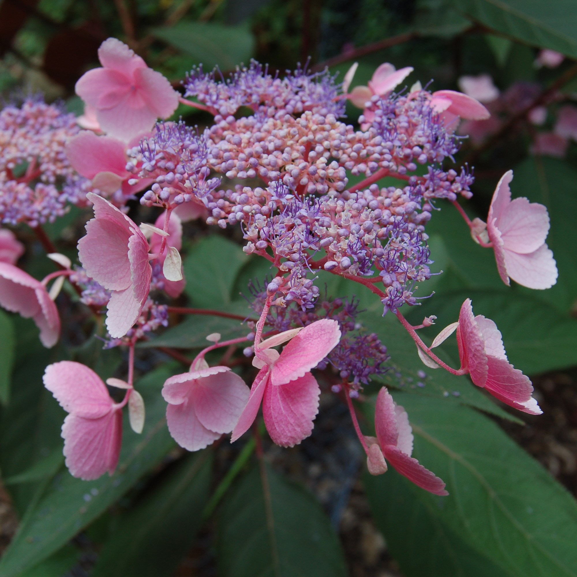 <I>Hydrangea aspera</i> <b class=small-caps>Hot Chocolate</b> ('Haopr012') (PBR)