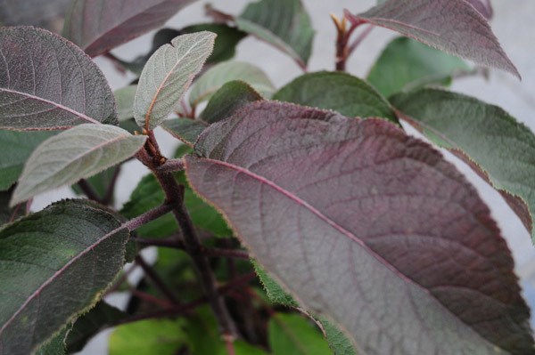 <I>Hydrangea aspera</i> <b class=small-caps>Hot Chocolate</b> ('Haopr012') (PBR)