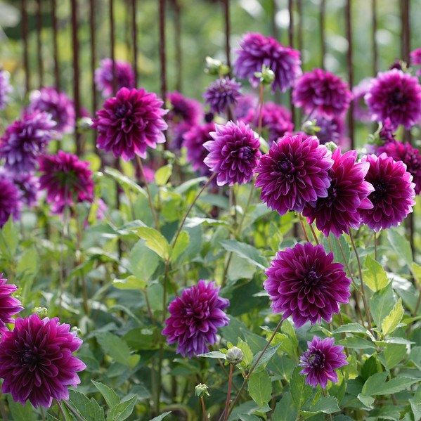<i>Dahlia</i> 'Thomas A. Edison'