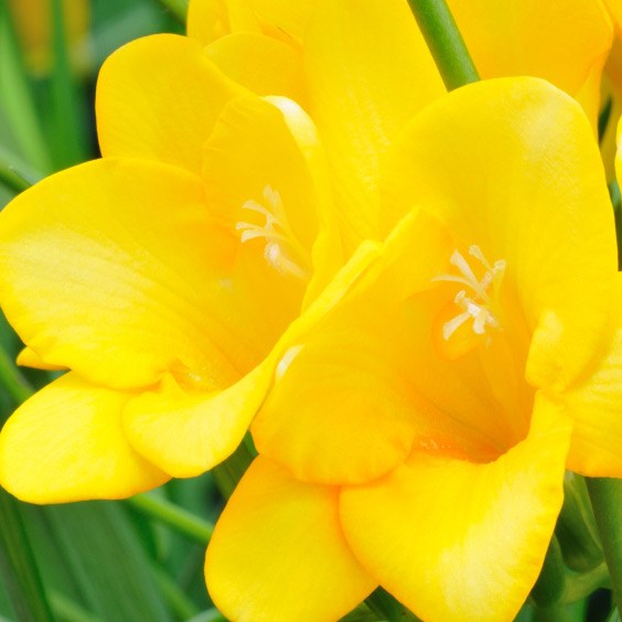 <i>Freesia</i> 'Golden Yellow'