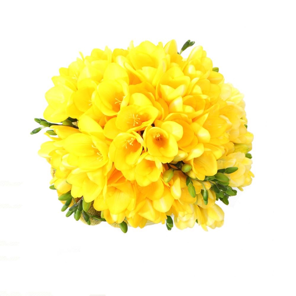 <i>Freesia</i> 'Golden Yellow'