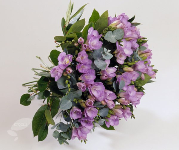 <i>Freesia</i> 'Blue Moon'