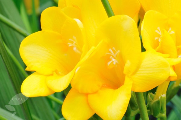Fragrant freesia collection