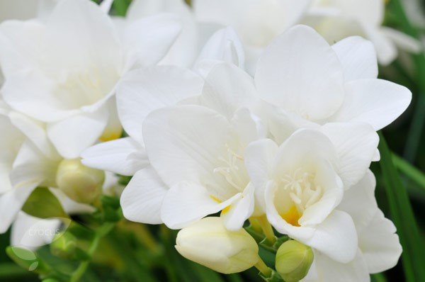 Fragrant freesia collection