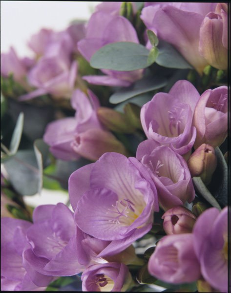 Fragrant freesia collection