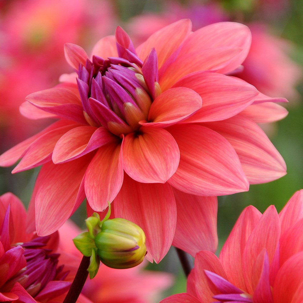 <i>Dahlia</i> 'American Dawn'