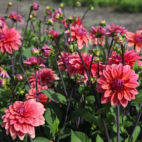 <i>Dahlia</i> 'American Dawn'