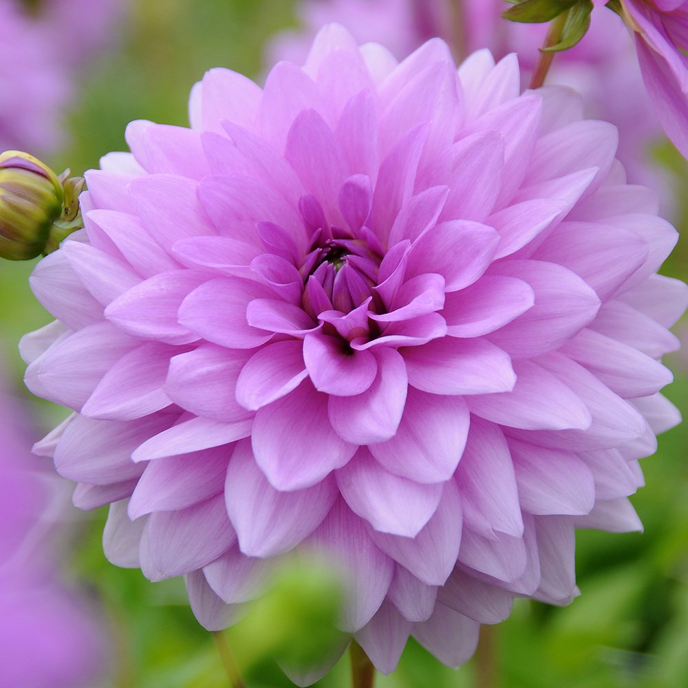 <i>Dahlia</i> 'Blue Boy'