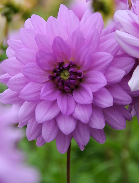 <i>Dahlia</i> 'Blue Boy'