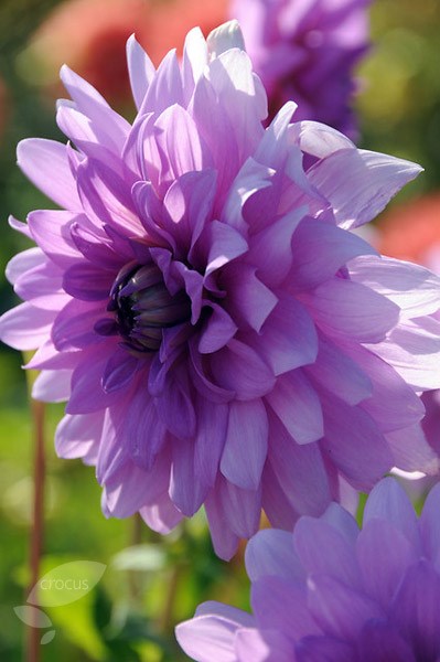 <i>Dahlia</i> 'Blue Boy'