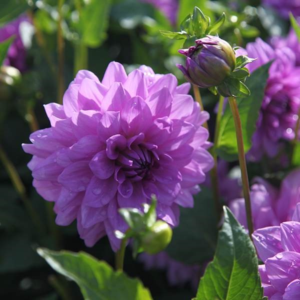 <i>Dahlia</i> 'Blue Boy'