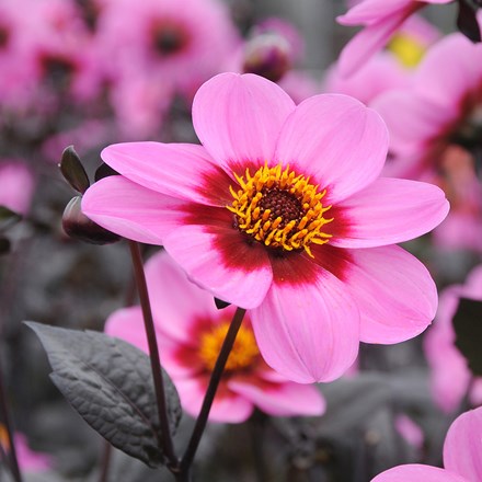 Dahlia Happy Single Wink ('HS Wink') (PBR) (Happy Single Series)