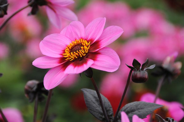 <i>Dahlia</i> <b class=small-caps>Happy Single Wink</b> ('HS Wink') (PBR) (Happy Single Series)