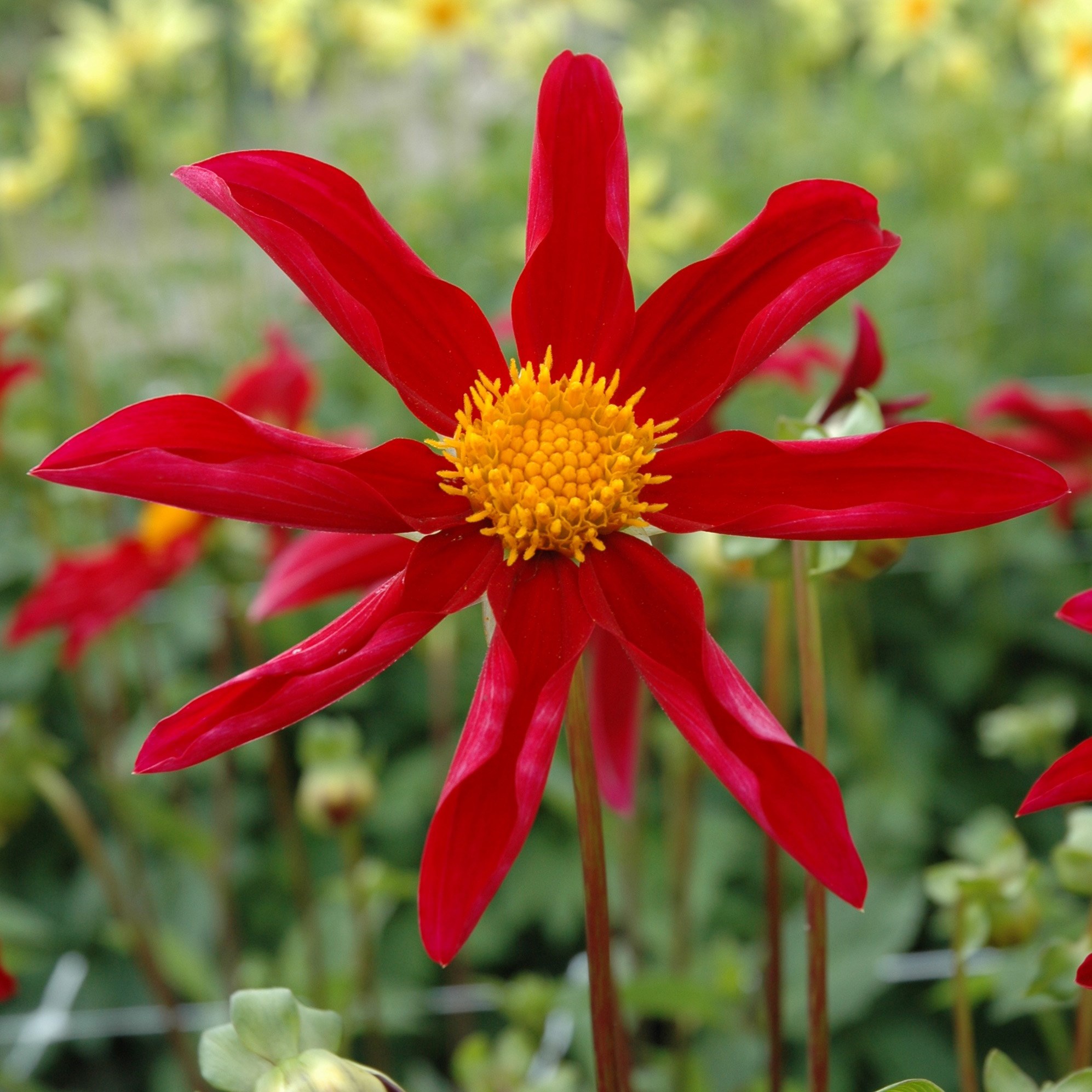 <i>Dahlia</i> 'Honka Vino'