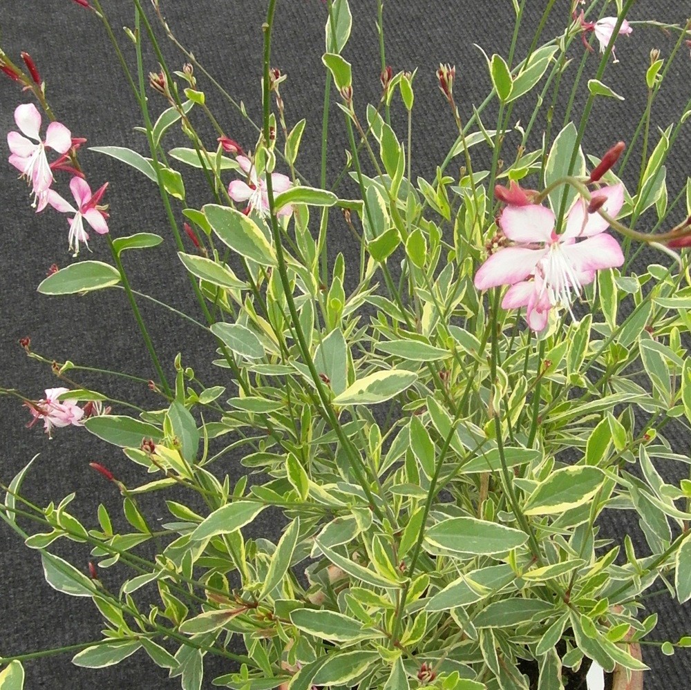 <i>Oenothera lindheimeri</i> <b class=small-caps>Freefolk Rosy</b> ('Harrfolk')