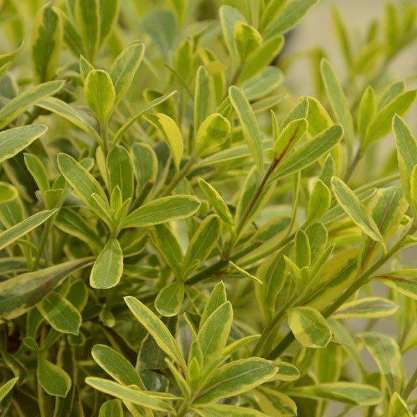 <i>Oenothera lindheimeri</i> <b class=small-caps>Freefolk Rosy</b> ('Harrfolk')