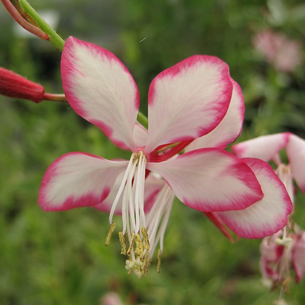 <i>Oenothera lindheimeri</i> <b class=small-caps>Freefolk Rosy</b> ('Harrfolk')