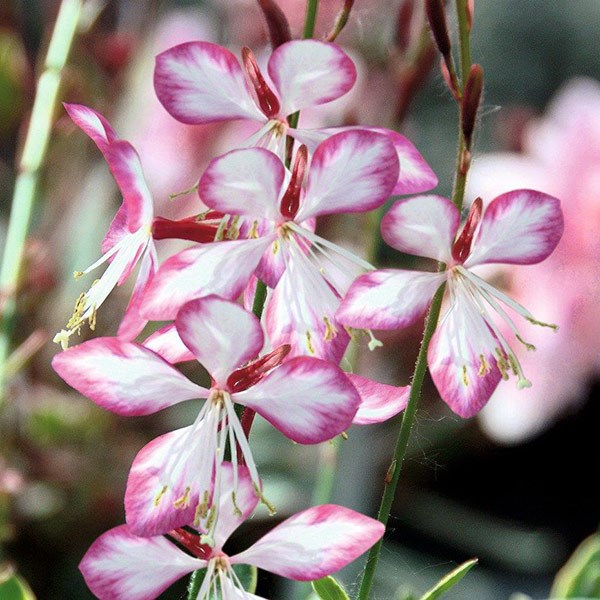 <i>Oenothera lindheimeri</i> <b class=small-caps>Freefolk Rosy</b> ('Harrfolk')