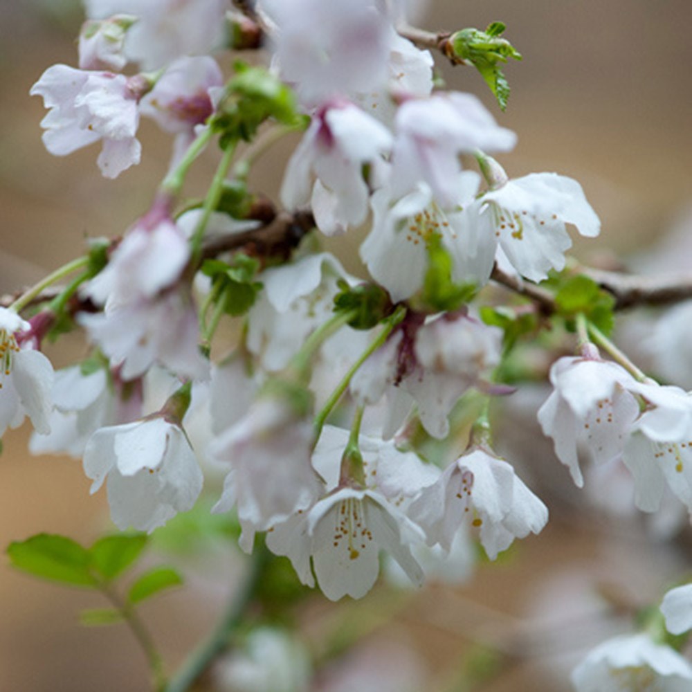 <i>Prunus incisa</i> 'Kojo-no-mai'