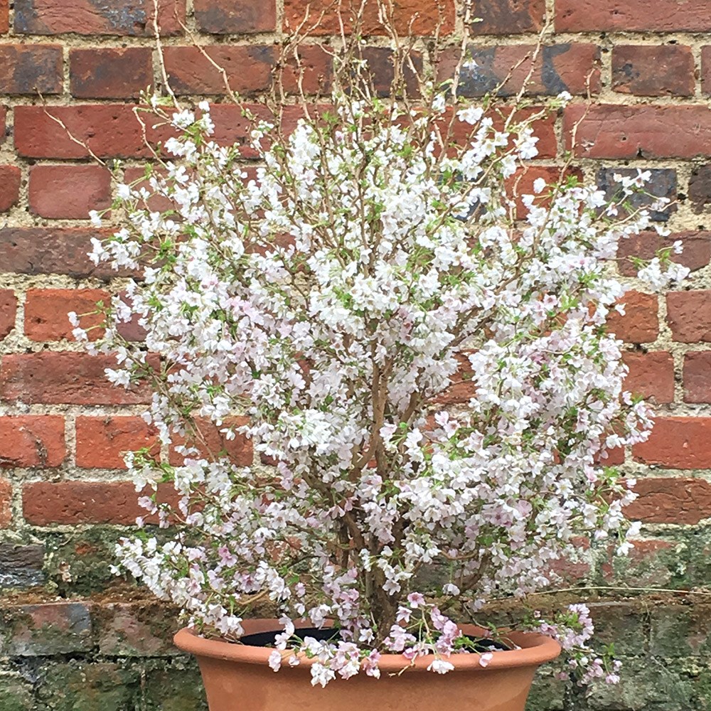 <i>Prunus incisa</i> 'Kojo-no-mai'