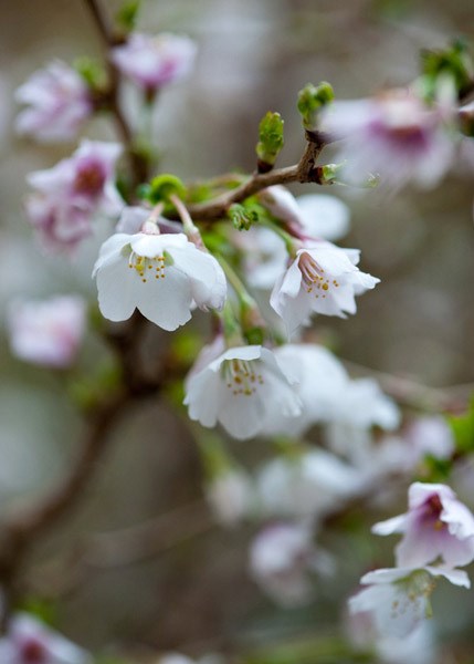 <i>Prunus incisa</i> 'Kojo-no-mai'