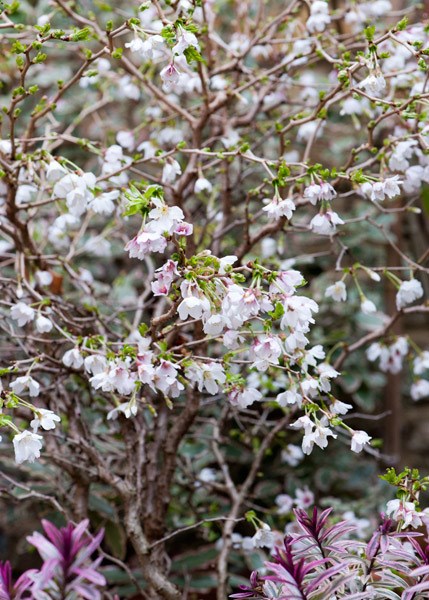 <i>Prunus incisa</i> 'Kojo-no-mai'