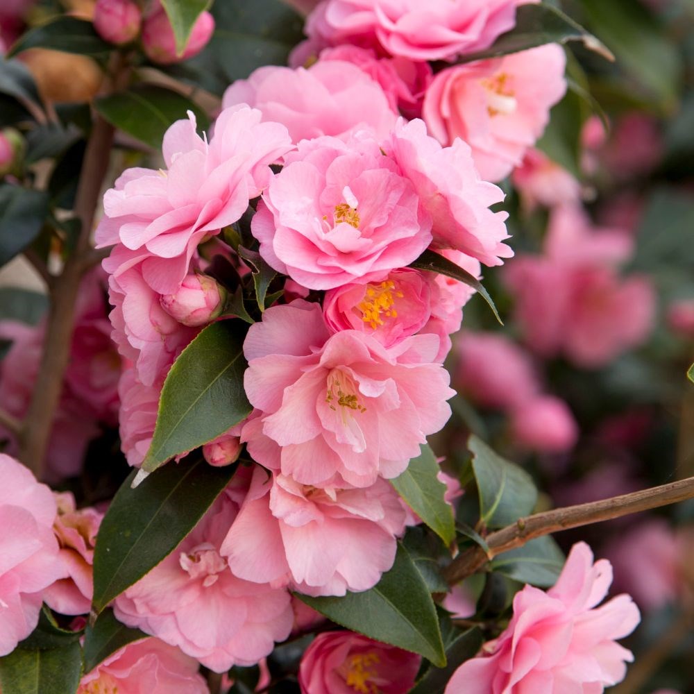 <i>Camellia</i> 'Spring Festival' (cuspidata hybrid)