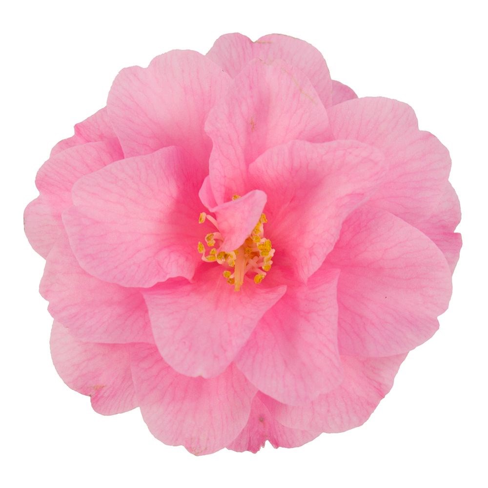 <i>Camellia</i> 'Spring Festival' (cuspidata hybrid)