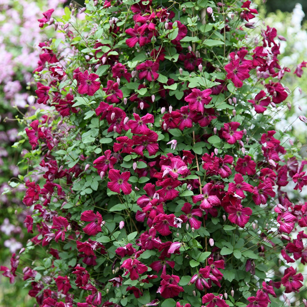 <i>Clematis</i> 'Rubra'