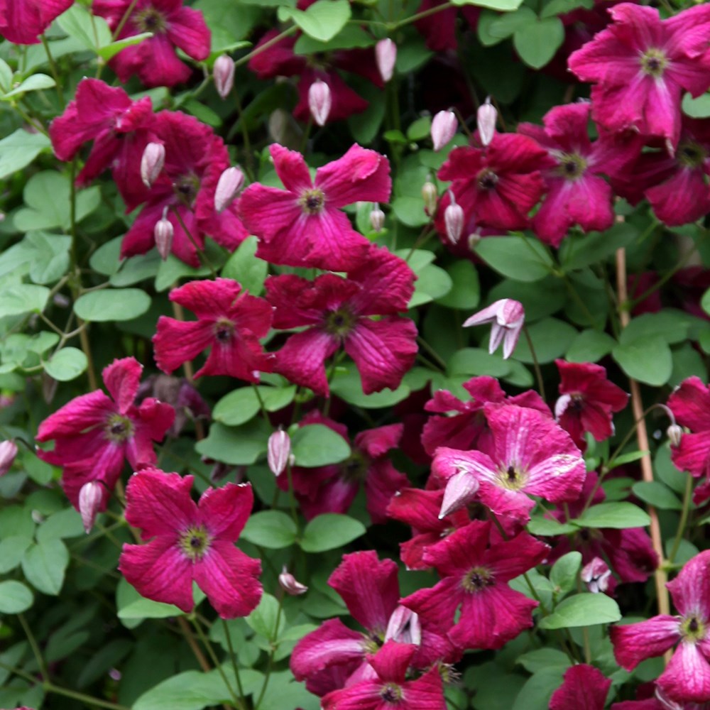 <i>Clematis</i> 'Rubra'