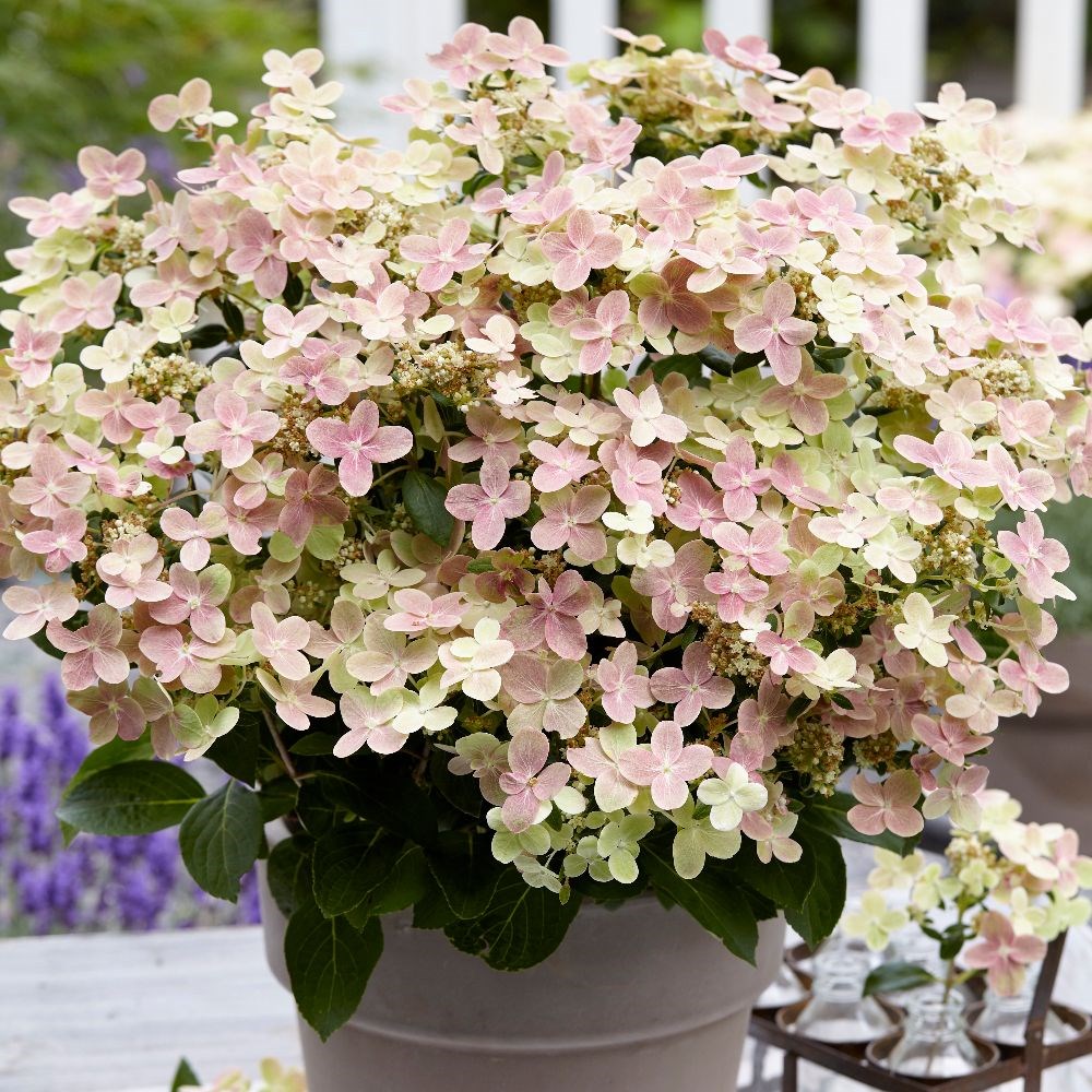 <i>Hydrangea</i> <b class=small-caps>Polestar</b> ('Breg14') (PBR)