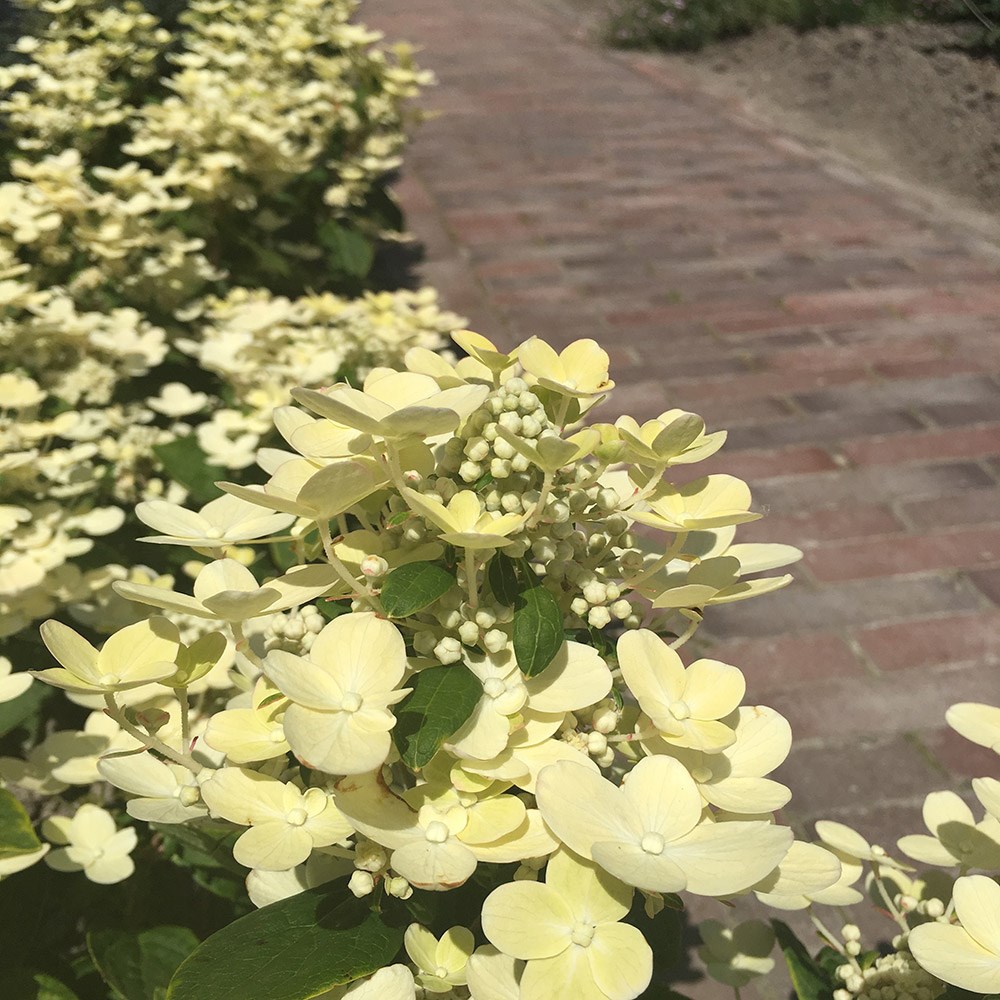 <i>Hydrangea</i> <b class=small-caps>Polestar</b> ('Breg14') (PBR)