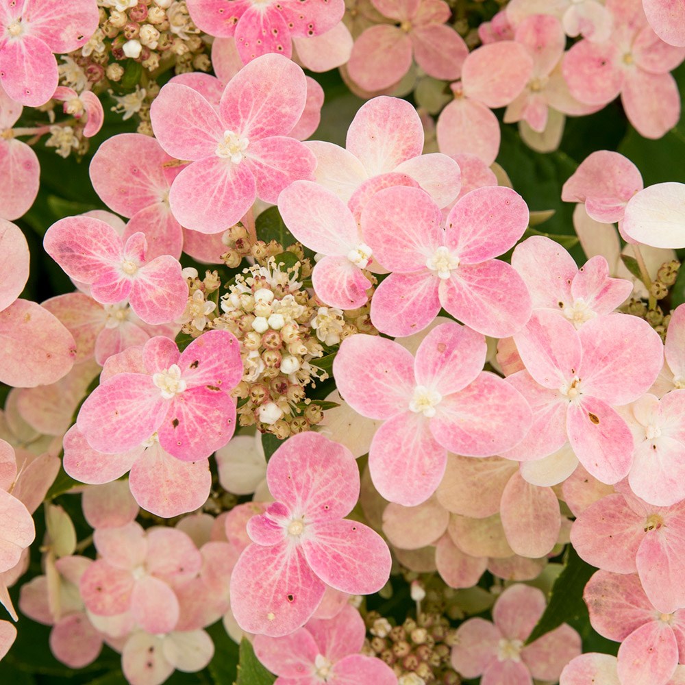 <i>Hydrangea</i> <b class=small-caps>Polestar</b> ('Breg14') (PBR)