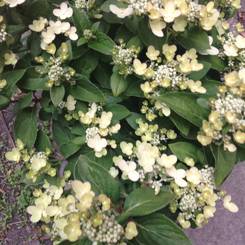 <i>Hydrangea</i> <b class=small-caps>Polestar</b> ('Breg14') (PBR)