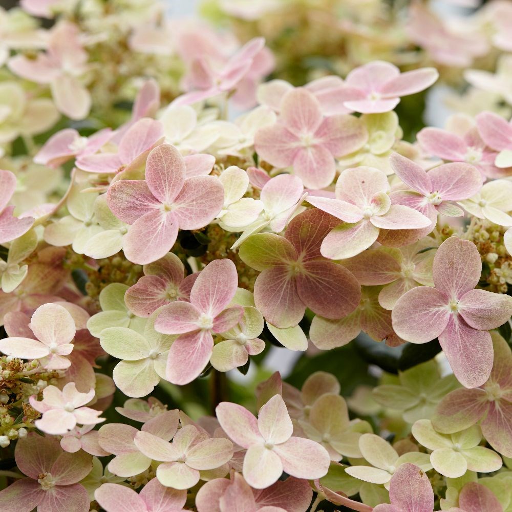 <i>Hydrangea</i> <b class=small-caps>Polestar</b> ('Breg14') (PBR)