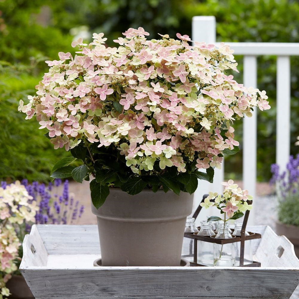 <i>Hydrangea</i> <b class=small-caps>Polestar</b> ('Breg14') (PBR)