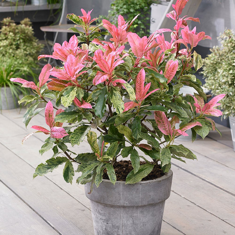 <i>Photinia serratifolia</i> <b class=small-caps>Pink Crispy</b> ('Oploo5') (PBR)