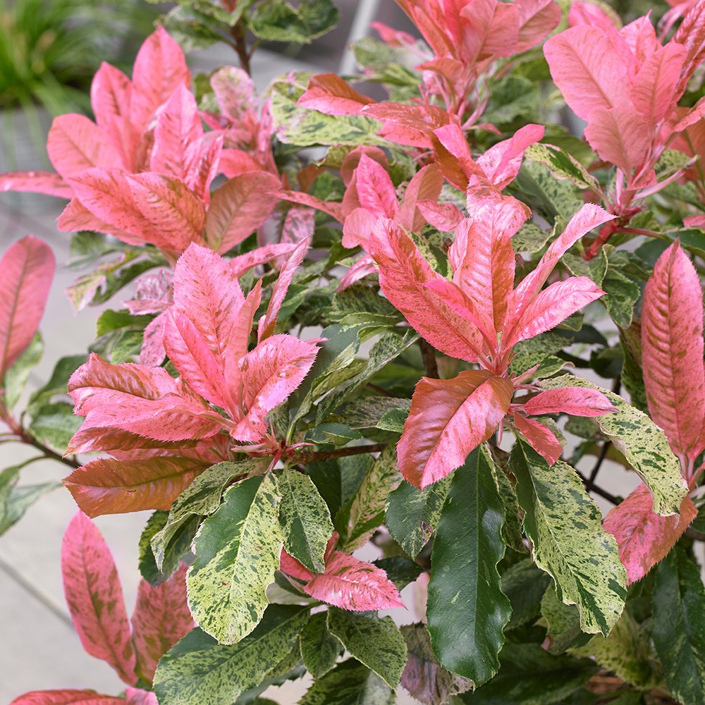 <i>Photinia serratifolia</i> <b class=small-caps>Pink Crispy</b> ('Oploo5') (PBR)