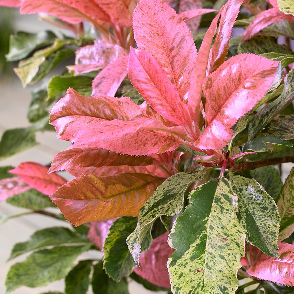<i>Photinia serratifolia</i> <b class=small-caps>Pink Crispy</b> ('Oploo5') (PBR)