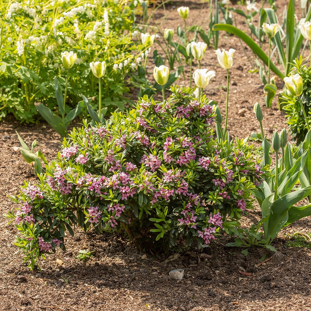 <i>Daphne</i> × <i>transatlantica</i> <b class=small-caps>Pink Fragrance</b> ('Blapink') (PBR)